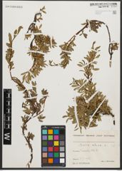 Foto von Salix retusa L.